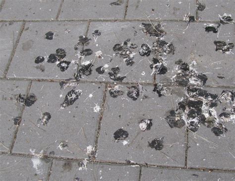 testing pigeon droppings|pigeon droppings.